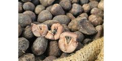 Unrefined Shea Butter (Vitellaria paradoxa) - Ivory Coast Origin, Raw Natural, for Cosmetics & Food – product photo 4, product detail gallery
