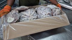 Tuna fish and King Fish, Octopus and Other grouper Fish Grade A Packaging A Drying Process a Processing Standards Haccp, Eu, Fda Compliant - Image 2