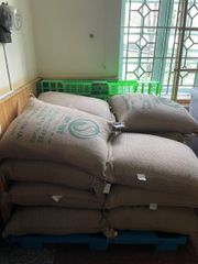 Green Robusta Coffee Beans specialty Fine Robusta in Anaerobic Natural Process Vietnamese New Crop 2023-2024 – product photo 6, product detail gallery