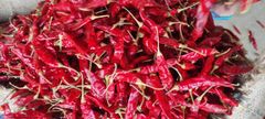 Dried Red Chilli - Image 1
