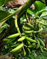 Plantains - Image 6