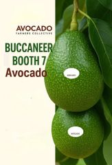 FRESH AVOCADO (Hass/Buccaneer/Booth7)~(Premium/ A,B,C Grades) – product photo 4, product detail gallery