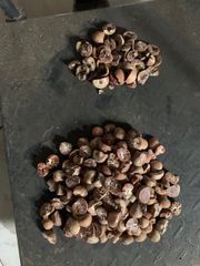Areca Nuts (Betel Nuts) Indonesia - Image 4