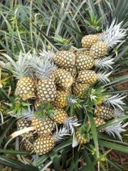 MD2 Fresh Pineapples - Image 5