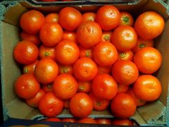 Citrus , grapefruit , orange Type fresh Packaging standard Lime Availability All Year Lime Net Weight 15kg 15 Kg Total Production 20000 Tons - Image 3