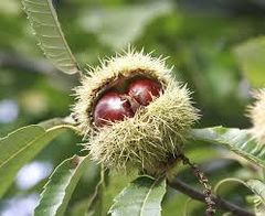 Chestnut Wholesale - Image 2