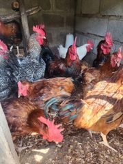 Chicken and poultry – product photo 2, product detail gallery