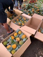 Grade A Pineapple - Image 2