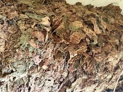 Tobacco Plant Genus Nicotiana Active Compound Nicotine Primary Use Smoking, Chewing, And Snuffing Processing Method Processed For Use In Smoking, Chewing, And Snuffing - Image 1