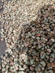 PREMIUM QUALITY CHEAP RAW CASHEW NUTS IN SHELL WHOLE SALE. WHATSAP +255787979235 FOR MORE DETAILS - Image 5