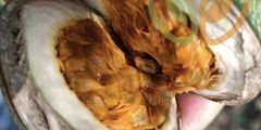 Voacanga africana Seeds - Ivory Coast Origin, Sun-Dried & Sorted, Alkaloid Profile per Lot - Image 4