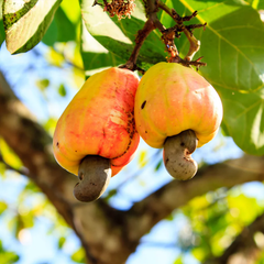 Raw Cashew Nuts Wholesale – product photo 3, product detail gallery