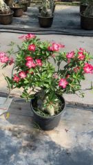 Real Live Indoor Plants Adenium Obesum - Image 1
