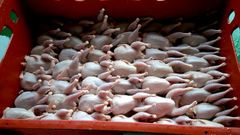 Halal Frozen Chicken Drumsticks & Legs | Factory Direct Supply | Custom Packaging | Bulk Order | Premium Frozen Poultry Exporter - Image 4
