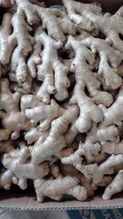 FRESH GINGER – product photo 6, product detail gallery