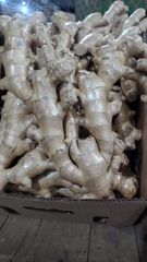 FRESH GINGER – product photo 5, product detail gallery