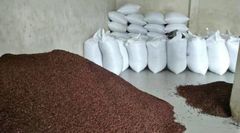 Indonesian Premium Cloves (Sulawesi Origin) - Image 3