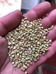 Buck Wheat Quality - Image 3