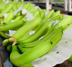 High quality bananas from Vietnam/fresh bananas/100% tax free – product photo 1, product detail gallery