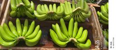 Cavendish Banana – product photo 4, product detail gallery