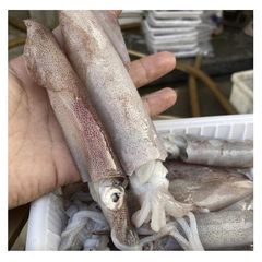 Cheap Wholesale Top Quality Frozen Whole Loligo Squid (Seafood) In Bulk - Image 2