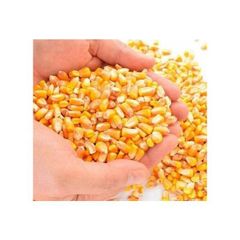 Pure Expanded Non-GMO Non Gmo Yellow Maize Good Quality Non Gmo Yellow Maize for sale - Image 2