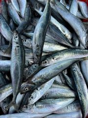 Frozen Mackerel Scad - Image 1