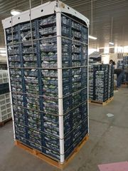 FRESH MANGOS - Image 4