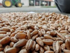 wheat Type wheat Packaging 50kg W Value Min 180 Bug Damage Max 1.5% Broken Grains Max 4.0% Foreign Matter Max 2.0% Moisture Content Max 13% - Image 2