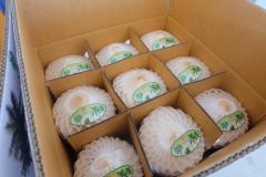 Young Coconut - Image 4