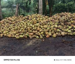 Coconut – product photo 1, product detail gallery