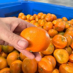 FRESH NADORCOTT MANDARINS FOR SALE!! CLASS 1 EXPORT QUALITY NADORCOTT MANDARINS FOR EXPORT – product photo 3, product detail gallery