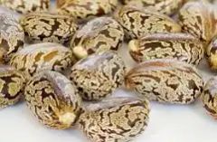 Castor beans - Image 1