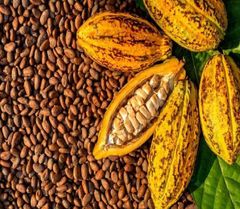 Cocoa Beans (Fermented & Dried) - Image 2