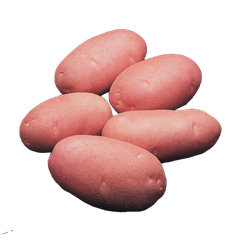 Potato – product photo 1, product detail gallery