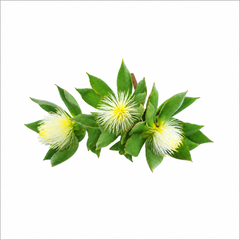 Kanna powder (Sceletium tortuosum) - Image 2
