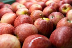 Fresh And Delicious Fuji And Gala Apple - Image 2