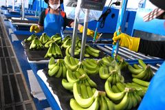 Fresh Cavendish Banana – Premium Grade A – Vietnam (Gia Lai) – product photo 2, product detail gallery