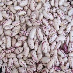 Good Light Speckled Kidney BeansSpeckled kidney beans, also commonly known as red speckled or sugar beans, are versatile - Image 6