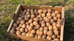 Azerbaijani Walnuts - Image 1