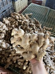 Hot Sale Fresh Ginger Export High Quality Fresh Elephant Ginger From Fresh Ginger Supplier /thin Ginger / Fat Ginger - Image 2