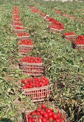 Tomato seed tidbits (seasonal discounts) – product photo 3, product detail gallery
