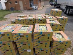 Plantains - Image 7