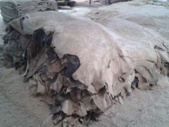 Wet Salted Buffalo Raw Hides - Image 3
