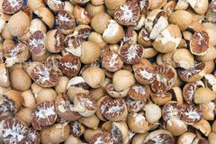 Premium Indonesia Dried Betel Nuts (Areca Nuts) | Whole, Split 80/85 - 90/95 & Boiled Grades | Export Bulk Supply - Image 1