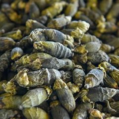 Vietnamese Fresh and Dried Betel Nuts Ready to Ship – product photo 1, product detail gallery