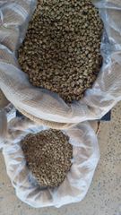 ROBUSTA - Image 2