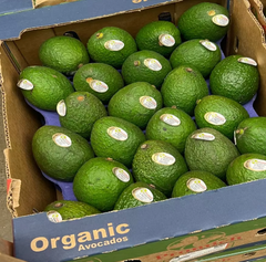 Premium Fresh Hass Avocado Grade A Export Quality from Vietnam - Image 1