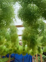 Rare Chlorophyll-Rich Green Sea Moss - Image 1