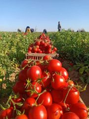 Tomato seed tidbits (seasonal discounts) – product photo 2, product detail gallery